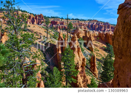 Bryce Canyon Hoodoos and Pine Trees along Peekaboo Loop Trail under Blue Sky Bryce Canyon Hoodoos and Pine Trees along Peekaboo Loop Trail under Blue Sky 130389963