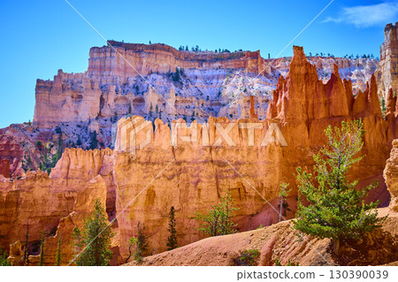 Bryce Canyon Hoodoo Spires and Pine Trees under Clear Blue Sky Utah Landscape Bryce Canyon Hoodoo Spires and Pine Trees under Clear Blue Sky Utah Landscape 130390039