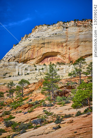 Sandstone Cliff Alcove and Pine Trees Zion National Park Upward View 130390142