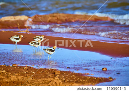 American Avocets Wading Along Shoreline with Gentle Water Motion Eye Level View American Avocets Wading Along Shoreline with Gentle Water Motion Eye Level View 130390143