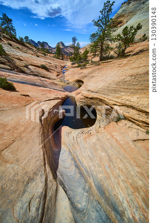 Sandstone Pools and Pine Trees in Zion Desert Wilderness Ground Level Perspective 130390148