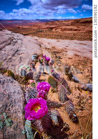 Prickly Pear Cactus Flowers and Red Rocks Southwest Desert Ground Level Prickly Pear Cactus Flowers and Red Rocks Southwest Desert Ground Level 130390192