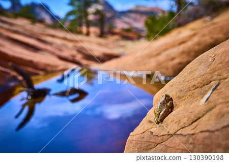 Desert Frog on Sunlit Sandstone Near Water Pool Close Up Eye Level View 130390198