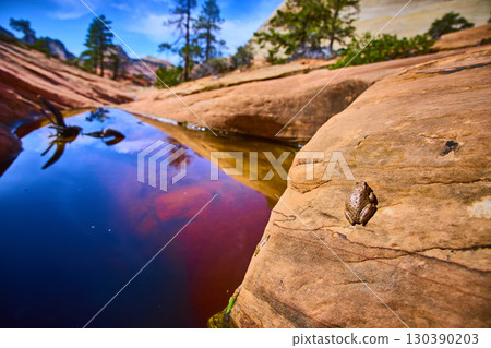 Brown Frog by Desert Pool and Sandstone Rocks Low Close Up Perspective Brown Frog by Desert Pool and Sandstone Rocks Low Close Up Perspective 130390203