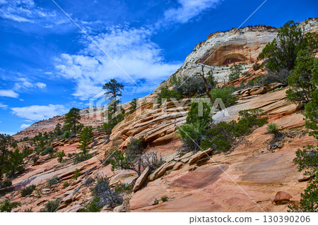 Sandstone Layers Pine Trees and Desert Cliffs Zion National Park Low Upward View 130390206