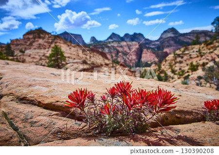 Red Indian Paintbrush Wildflowers on Rocky Desert Utah Low Angle Perspective Red Indian Paintbrush Wildflowers on Rocky Desert Utah Low Angle Perspective 130390208