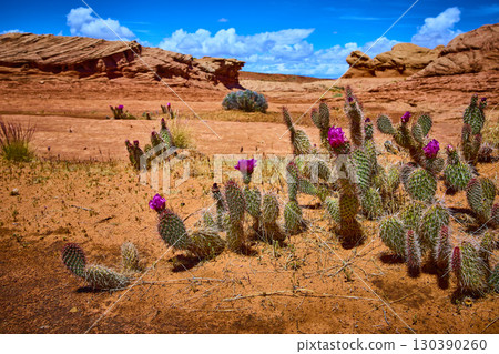 Prickly Pear Cactus with Magenta Flowers and Red Rock Formations Arizona Desert 130390260