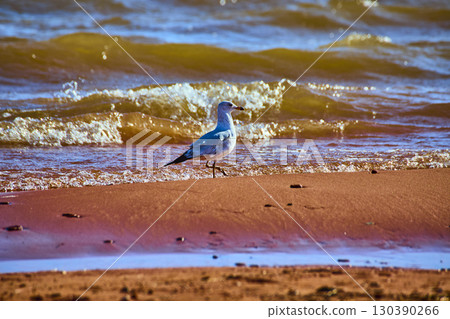 Seagull on Sandy Shoreline with Rolling Waves at Golden Hour Eye Level View 130390266