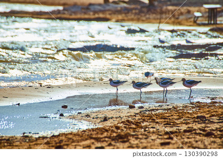 Avocets at Tranquil Lakeshore with Golden Water Reflections Eye Level View Avocets at Tranquil Lakeshore with Golden Water Reflections Eye Level View 130390298