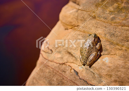 Brown Toad Camouflaged on Sunlit Sandstone Rock Eye Level Close Up 130390321