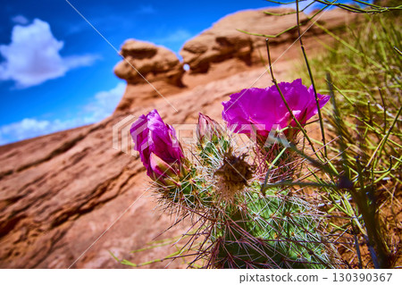 Blooming Cactus Magenta Flowers Red Rock Desert Ground Level Perspective 130390367