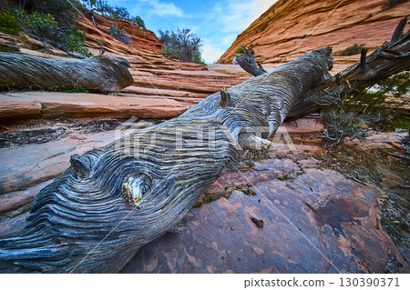 Weathered Tree Trunk on Red Sandstone Desert Terrain Low Angle Close Up Weathered Tree Trunk on Red Sandstone Desert Terrain Low Angle Close Up 130390371