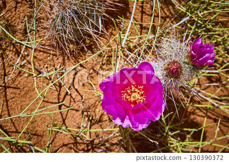Magenta Cactus Flower Bloom and Spiny Stems in Desert Soil Top Down View Magenta Cactus Flower Bloom and Spiny Stems in Desert Soil Top Down View 130390372
