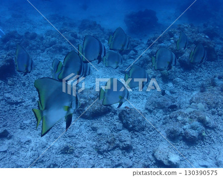 石垣島海底,魚群悠閒地排成一排遊動 石垣島海底,魚群悠閒地排成一排遊動 130390575