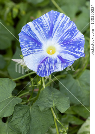 牽牛花 130390824