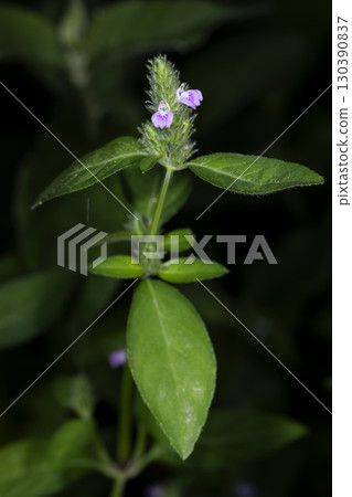 狐狸小貓 130390837