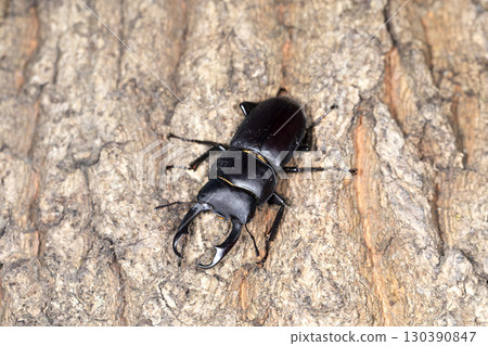 Dorcus rectus 130390847