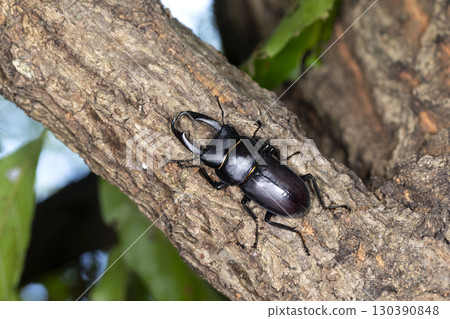 Dorcus rectus 130390848