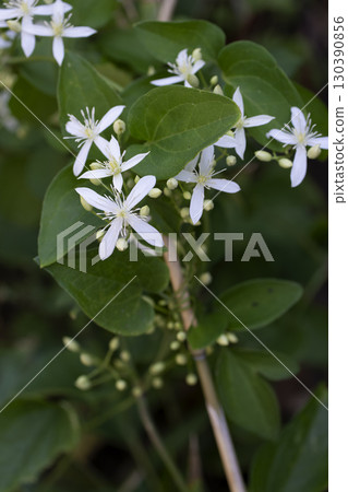 圓錐鐵線蓮 130390856