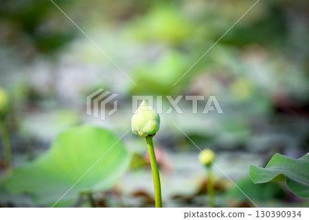 Lotus flower (Lotus or Nelumbo) 130390934