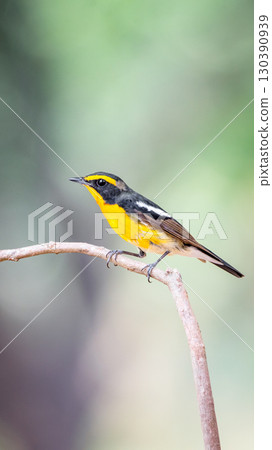 Bird (Narcissus Flycatcher) on tree in nature wild Bird (Narcissus Flycatcher) on tree in nature wild 130390939