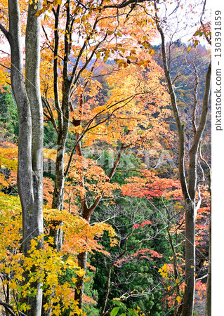 日本的秋天：新潟縣十日町市森林地上的秋葉 130391859
