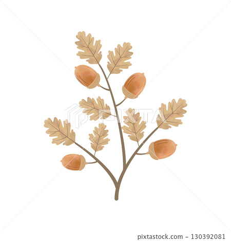 Watercolor acorn illustration (brown with branches and leaves) 130392081