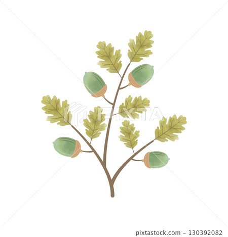 Watercolor acorn illustration (with branches and leaves, green) 130392082