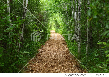 Green forest path with birch trees Green forest path with birch trees 130392343