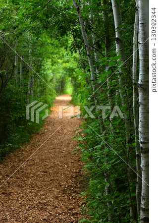 Green forest path with birch trees 130392344