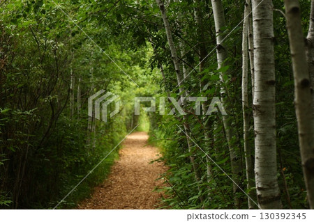 Green forest path with birch trees Green forest path with birch trees 130392345