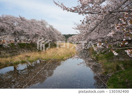 Cherry blossom trees along the Tahara River Cherry blossom trees along the Tahara River 130392400