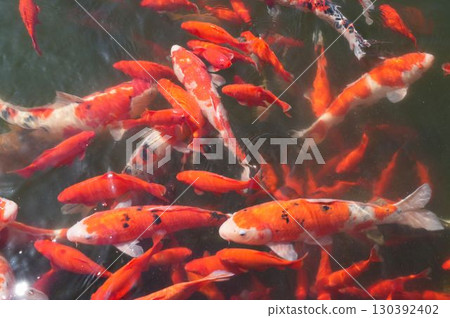 錦鯉與金魚的清爽色彩 130392402