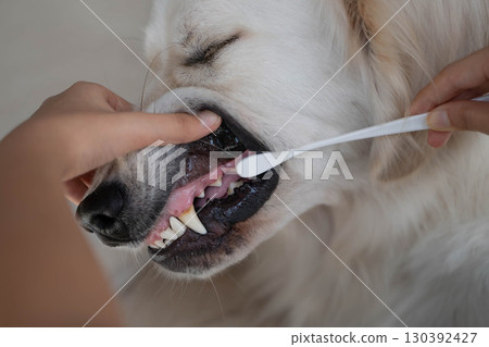 Dental care (tooth brushing) for a large dog (golden retriever) 130392427