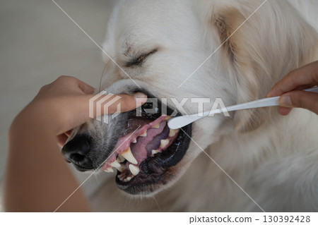 Dental care (tooth brushing) for a large dog (golden retriever) 130392428