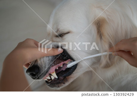 Dental care (tooth brushing) for a large dog (golden retriever) 130392429