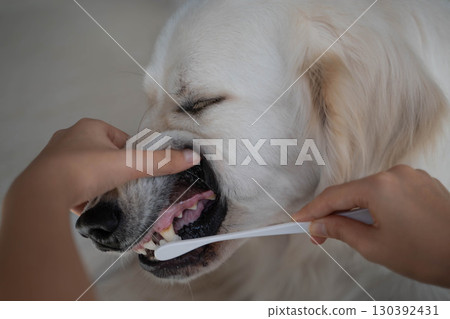 Dental care (tooth brushing) for a large dog (golden retriever) 130392431