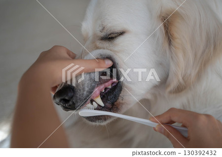 大型犬（黃金獵犬）的牙齒護理（刷牙） 130392432