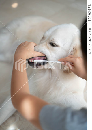 Dental care (tooth brushing) for a large dog (golden retriever) Dental care (tooth brushing) for a large dog (golden retriever) 130392478