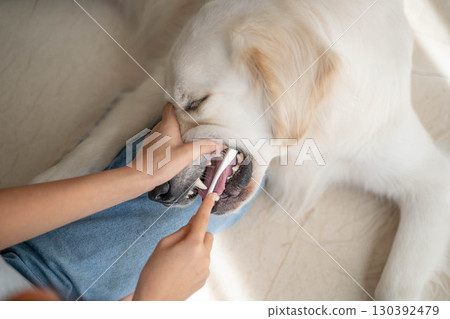 Dental care (tooth brushing) for a large dog (golden retriever) 130392479