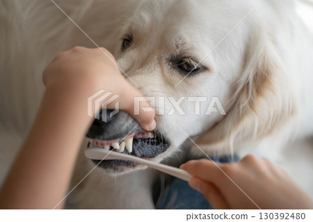 Dental care (tooth brushing) for a large dog (golden retriever) 130392480