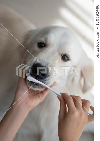 Dental care (tooth brushing) for a large dog (golden retriever) 130392486