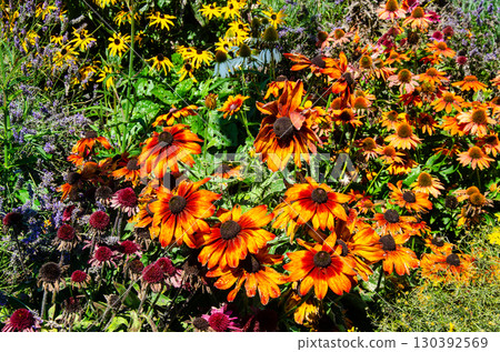 Black-eyed-Susan, Rudbeckia, and Lavender flowers in a garden Black-eyed-Susan, Rudbeckia, and Lavender flowers in a garden 130392569