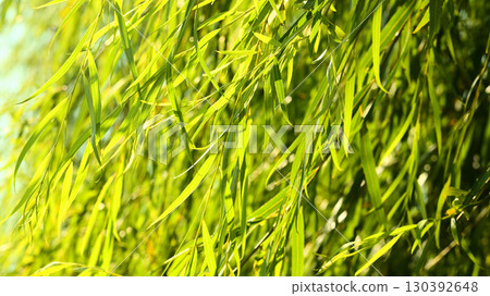 柳葉在風中飄揚 130392648