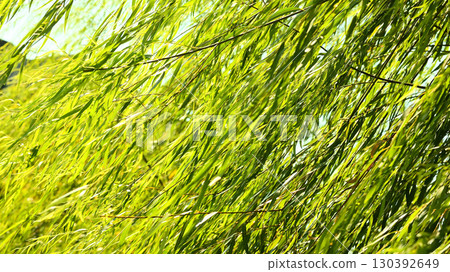 Willow leaves fluttering in the wind 130392649