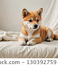 A Shiba Inu puppy lying down 130392759