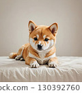 Shiba Inu puppy stretching and lying down 130392760