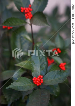 Sri新鮮紅色水果 130393065