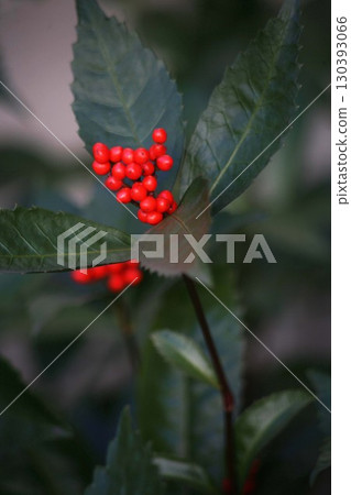 Sri新鮮紅色水果 130393066