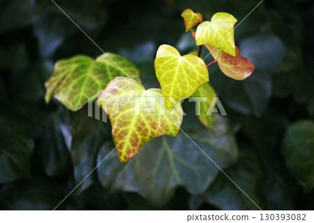Cockscomb ivy is healthy even in the middle of winter 130393082